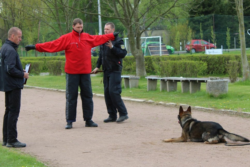 Schutzdienstübung: Diensthundeführer Marcel Langenbacher durchsucht einen Angreifer nach Waffen. Hund Nick beschützt ihn dabei. Tino Schmidt vom Special Dog Center Schmidt protokolliert das Verhalten des Hundes