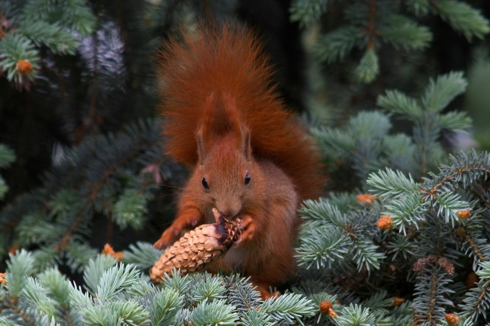 Eichhörnchen in der Natur. Foto: Ralf Donat, Heinz Sielmann Stiftung