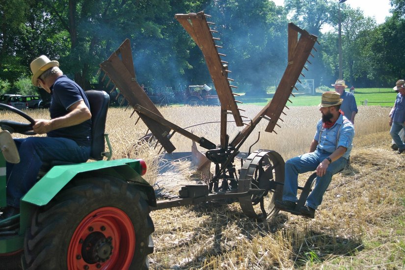 Während des Garbenfestes in Kolochau wird auch zu sehen sein, wie mit traditioneller Technik Getreide geerntet wurde.
