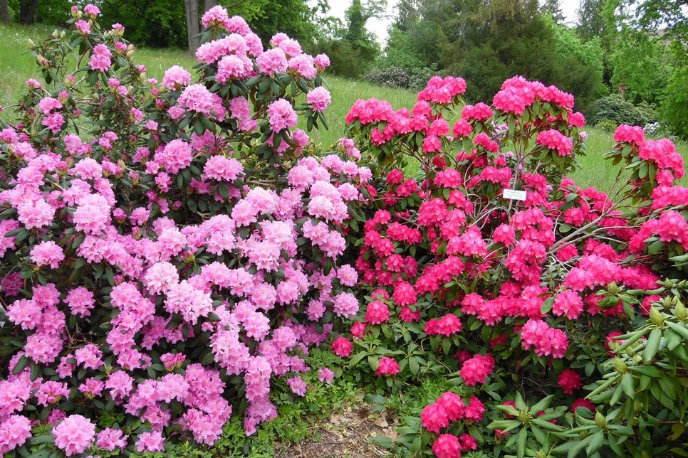 Farbenpracht in Pink und Flieder im Park.