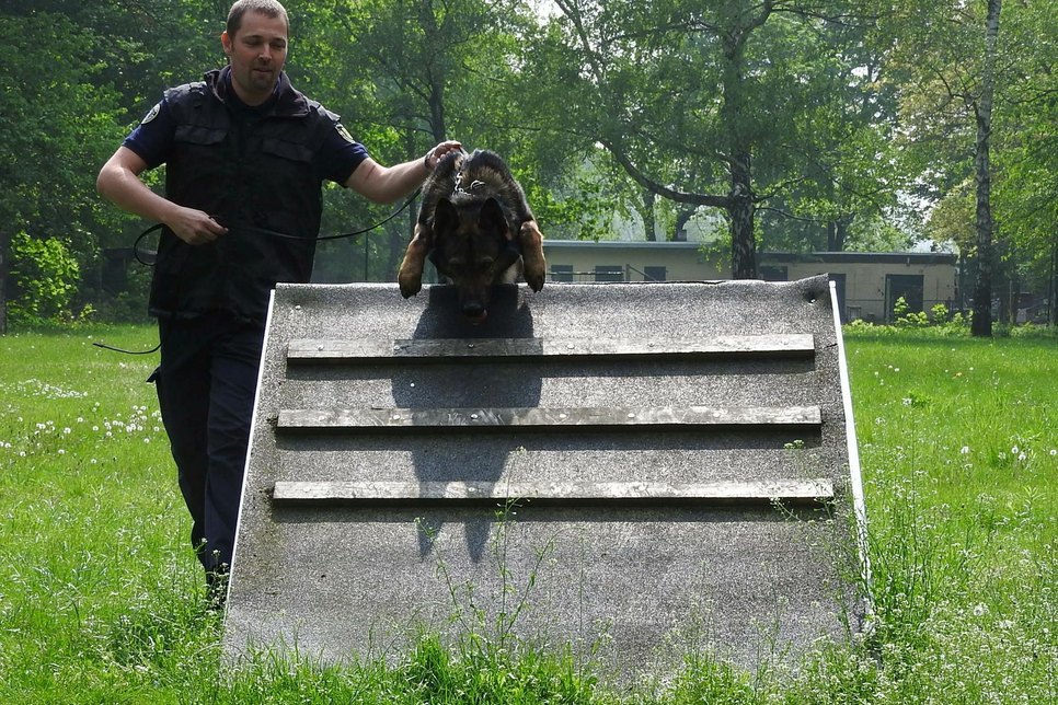 Hindernisse überwinden gehört zur Standardübung auf dem Hundetrainingsplatz Am Messering im Ostragehege.