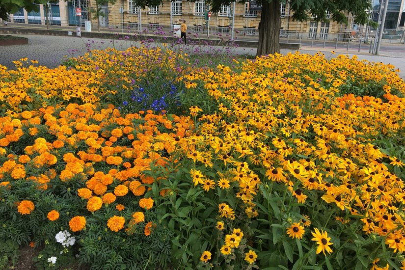 So bunt blüht es bald wieder auf vielen Beeten und in Kübeln im Stadtgebiet Dresdens. Foto: Pönisch