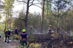 Kameraden der umliegenden Feuerwehren löschen den Waldbrand bei Gohrisch.