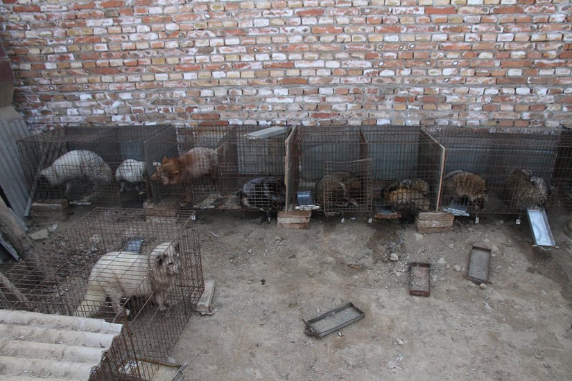 Blick in eine chinesische Pelzfarm. Foto: animal equality