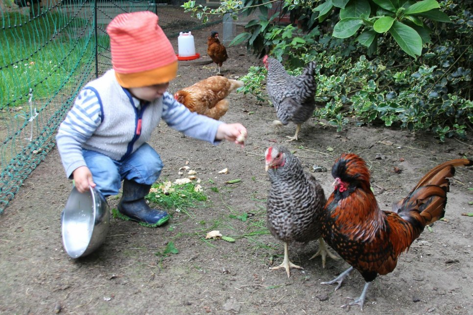 Die Hühner der Familie Florek sind zutraulich und lassen sich sogar streicheln.