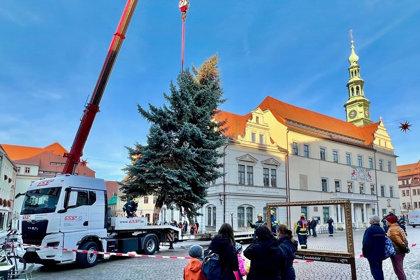 Der Weihnachtsbaum steht bereits auf dem Martplatz von Pirna. Die 12,5 Meter hohe Blaufichte aus Dresden wird in diesem Jahr die Besucher des Canalettomarktes erfreuen.