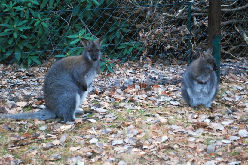 Zwei der drei neuen Tierparkbewohner. Foto: Keil