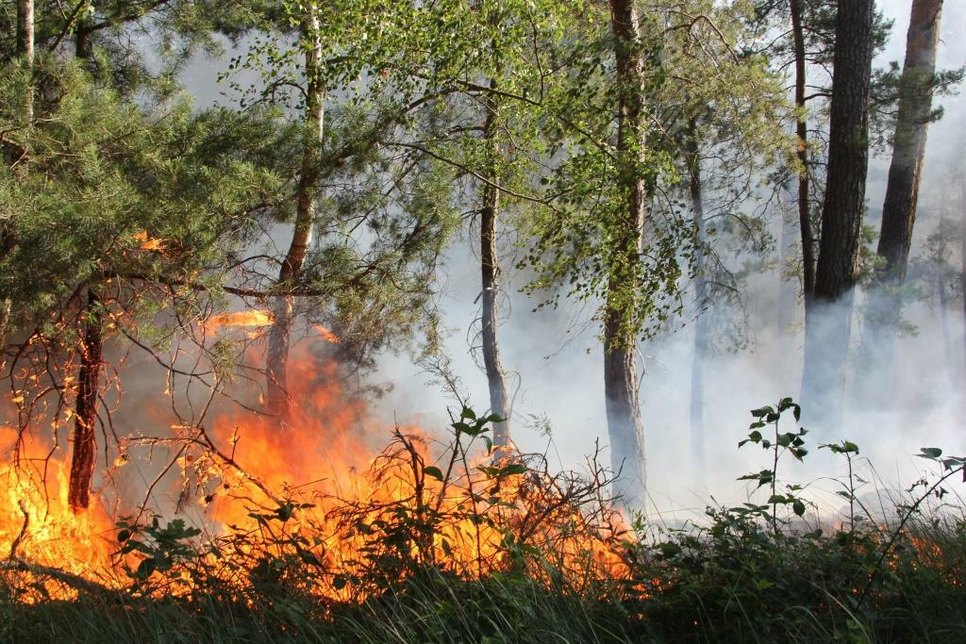 Seit Montag brennt es in der Lieberoser Heide. Foto: Landkreis Dahme-Spreewald