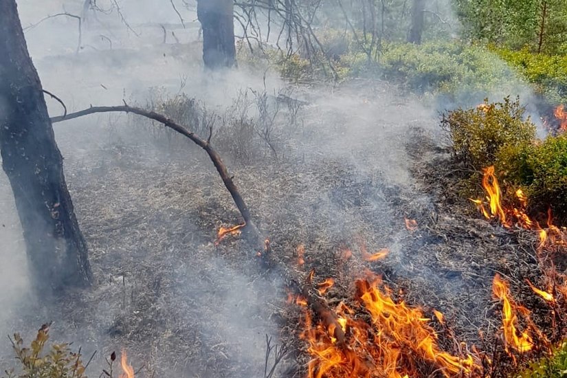 Flammen im Waldgebiet bei Bad Schandau. Foto: M. Förster