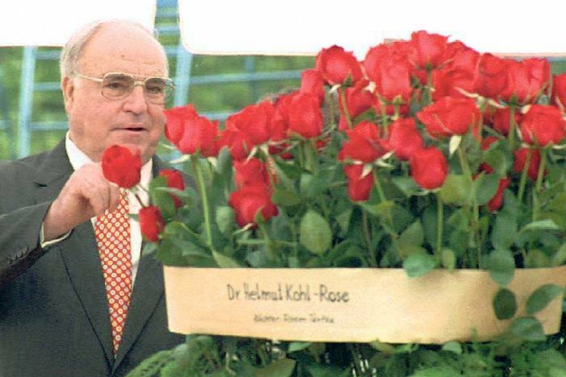 Alt-Bundeskanzler Dr. Helmut Kohl tauft bei der BUGA 1995 in Cottbus die Edelrose auf seinen Namen. Foto: dpa