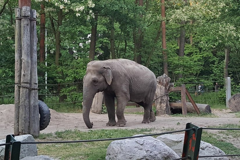 Einer der Elefanten aus dem Cottbuser Tierpark. Foto:asl