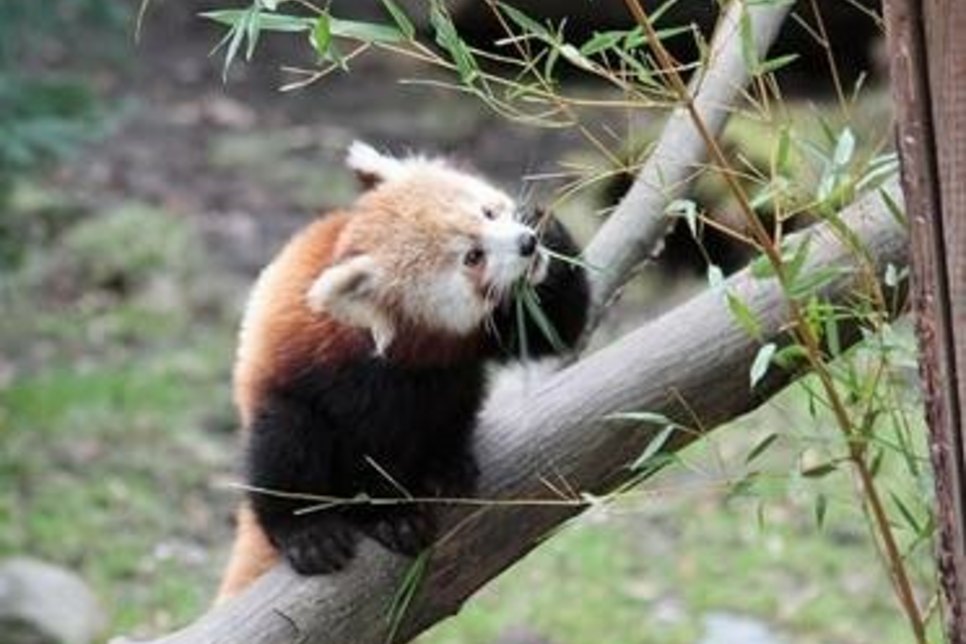 Leben nicht nur von Luft und Liebe – Rote Pandas im Naturschutz-Tierpark Görlitz-Zgorzelec, Foto: www.zoo-goerlitz.de, C. Hammer