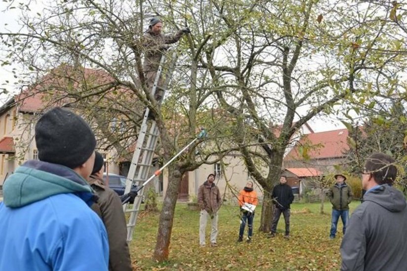 Praktisches Seminar »Obstbaumschnitt auf Streuobstwiesen« im Pfarrgarten Wildenhain.