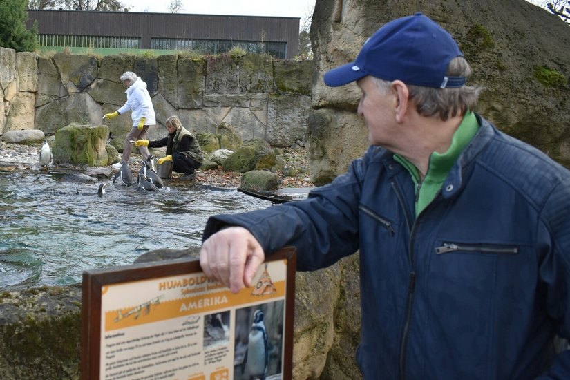 Mario (vorn) und Gisela Müller-Milano (hi.li.) haben die Patenschaft über zwei Humboldt-Pinguine im Dresdner Zoo übernommen. Foto: Schiller