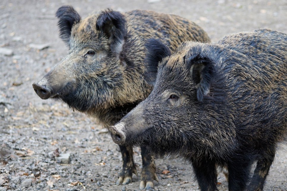 Durch Wildschweine kann die Afrikanische Schweinepest an Hausschweine übertragen werden. Foto: webandi/pixabay.com