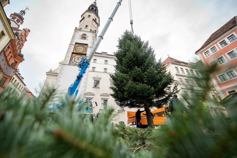 Die Verlosung des Baums, hier bei der Anlieferung, brachte dieses Jahr 
340 Euro.