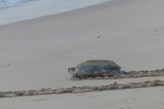 Schildkröte auf dem Weg ins Meer....