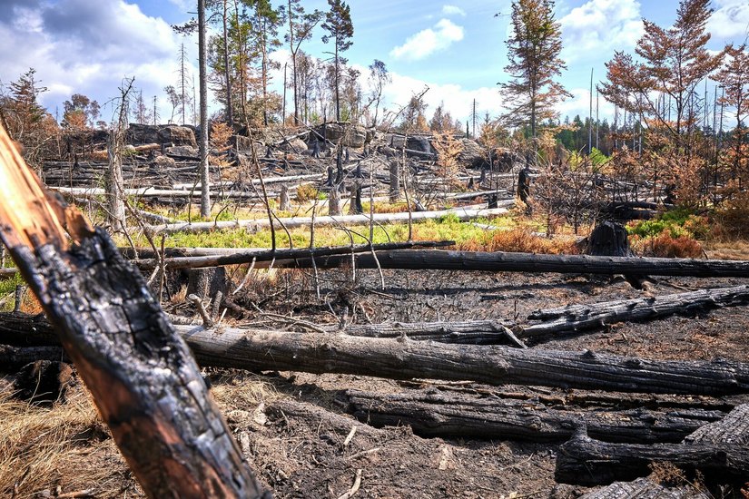 Nach dem verheerenden Waldbrand zeigt sich ein Bild der Zerstörung.
