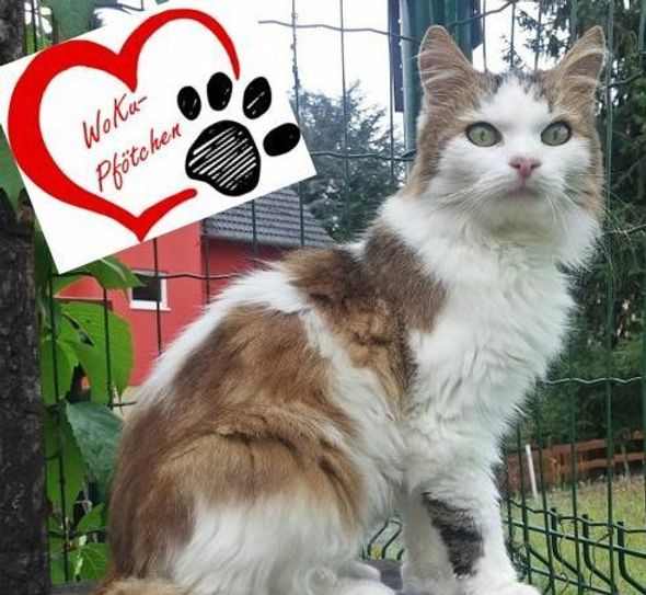 Foto: Katzenhaus Luga