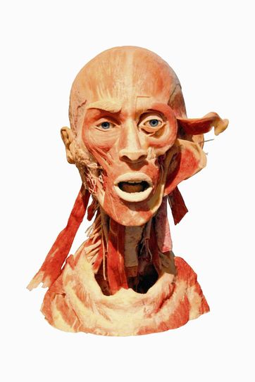 Ein Kopf als ein anatomisches Plastinat. Foto: jho