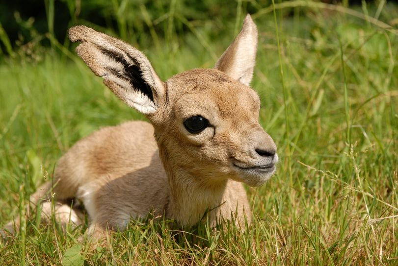 Gesundes Kropfgazellenjungtier geboren 2018 im Naturschutz-Tierpark Görlitz. Foto: C. Hammer