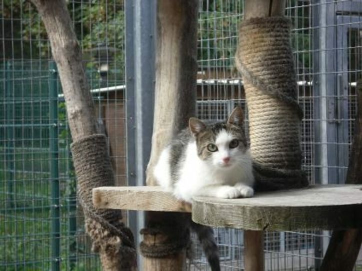 Katze Mia gehört zu den Bewohnern des Dresdner Tierheims, die ein neues Zuhause suchen. Foto: Clarissa Scheffler