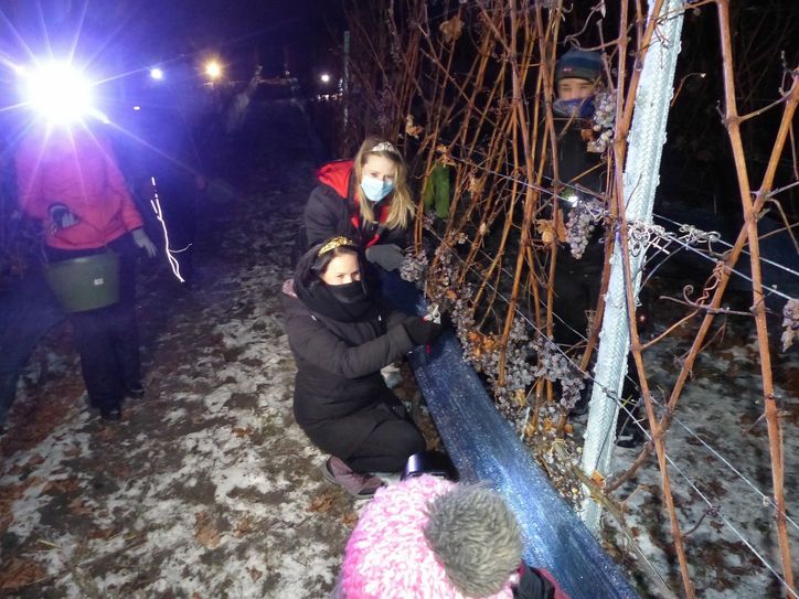Sächsische Weinkönigin Katja Böhme (37) und die Sächsische Weinprinzessin Ann-Kathrin Schatzl (29) bei der Eisweinlese