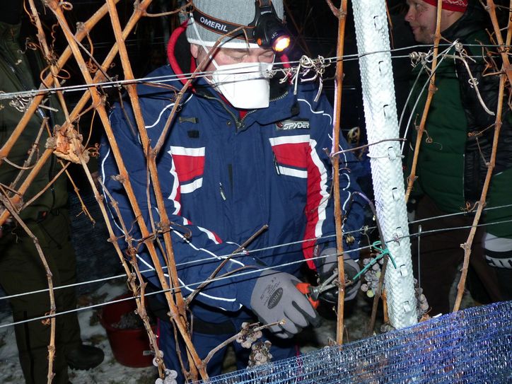Lutz Krüger (57), Geschäftsführer der Sächsischen Winzergenossenschaft Meissen eG, bei der Eisweinlese