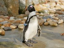 Die Brillenpinguine verlassen den Hoyerswerdaer Zoo.