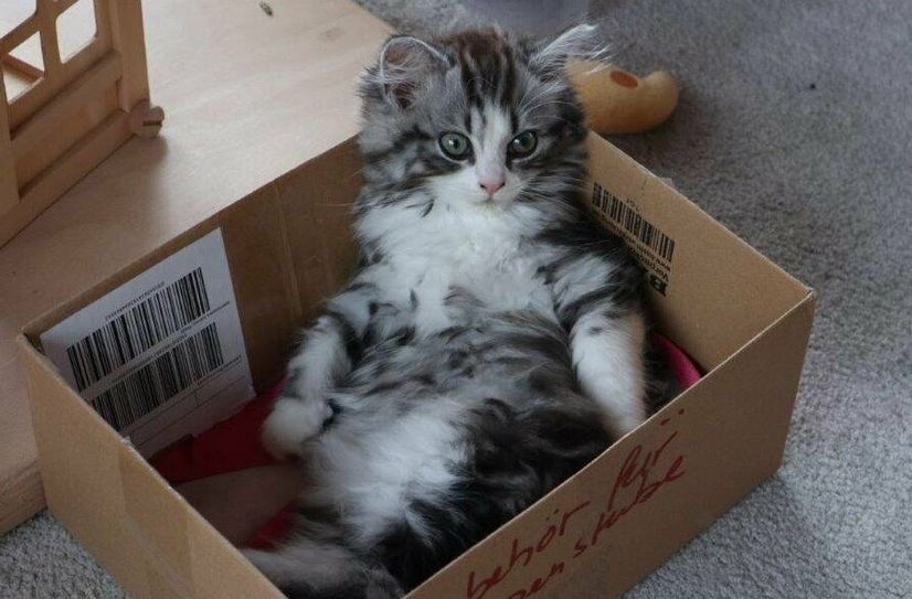 Katzenbett mal anders.