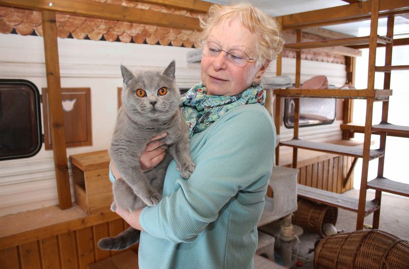 Marlis Krause hat ihr Herz an die Rasse Britisch Kurzhaar verloren und sich auf diese Tiere spezialisiert.