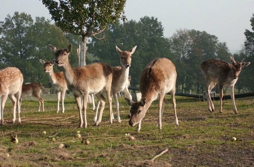 Im Wildgehege in Krappe wurden vermutlich in der Nacht vom 20. auf den 21. Oktober drei Tiere von Wölfen gerissen.  Foto: privat