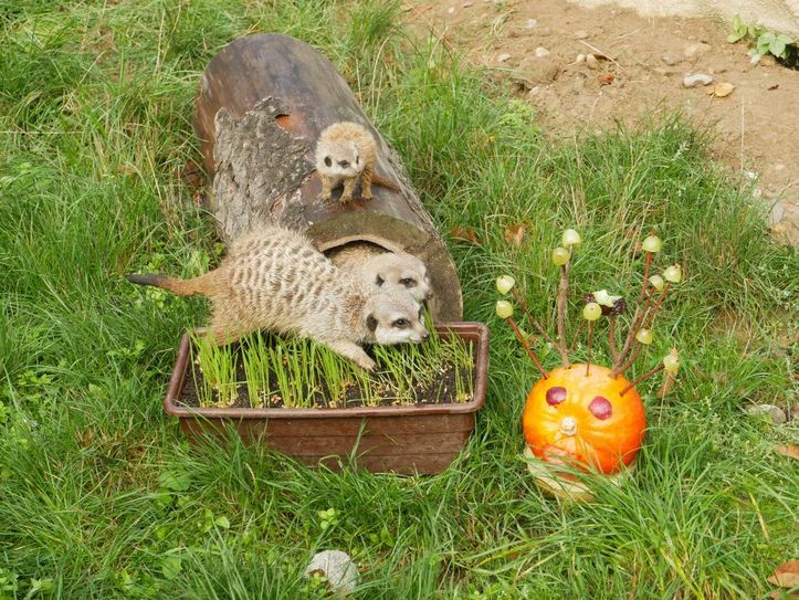 Erdmännchen inspizieren Taufgeschenke, auf dem Baumstamm das Jungtier Stefan