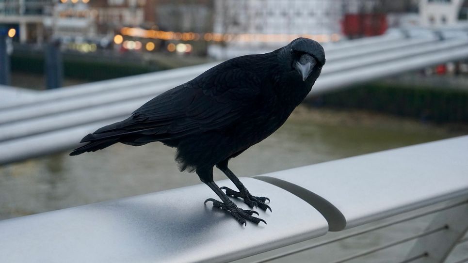 Foto: pexels / Mike Bird