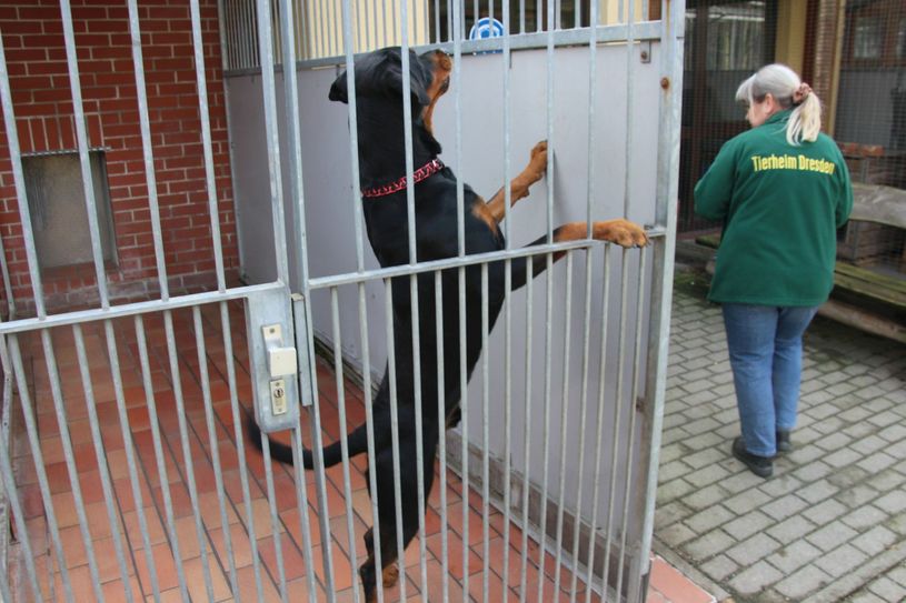 "Nimm mich mit", scheint dieser Hund im Tierheim Stetzsch zu bellen.
