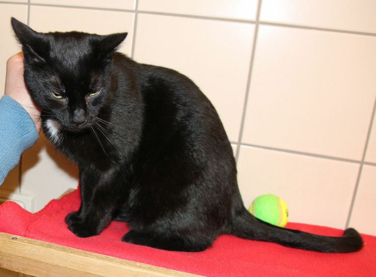 Aktuell sind 3 Katzen sofort zu vermitteln, insgesamt 54 sind zurzeit im Tierheim