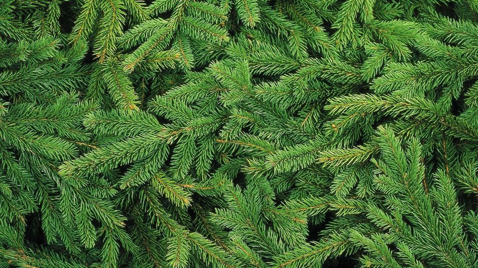 Weihnachten ist vorbei, der Baum bei vielen schon abgeschmückt - doch wohin mit dem "Alten"? Die ALBA bietet wieder die kostenfreie Weihnachtsbaumentsorgung zu festen Terminen an.