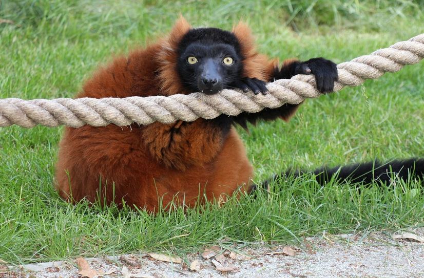 Roter Vari im Tierpark Senftenberg.