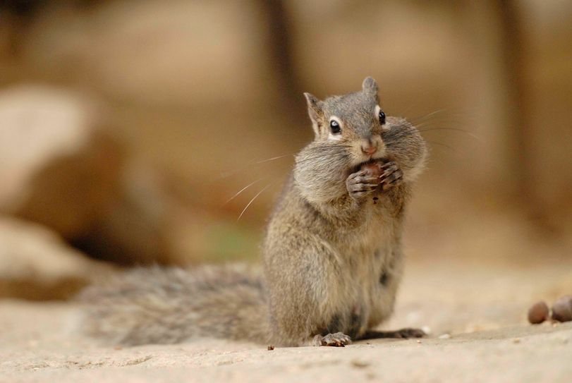 Mit der Kamera lassen sich mit Glück tierisch gute Motive einfangen, so wie dieses Felsenhörnchen. Foto: www.zoo-goerlitz.de, C. Hammer