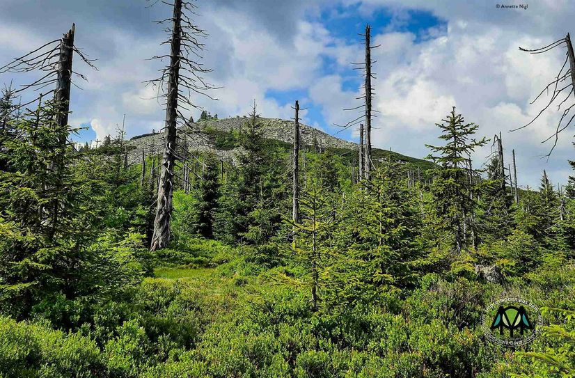 »Natur Natur sein lassen« ist seit 52 Jahren das Motto auch im ältesten Nationalpark Deutschlands, dem Bayerischen Wald.