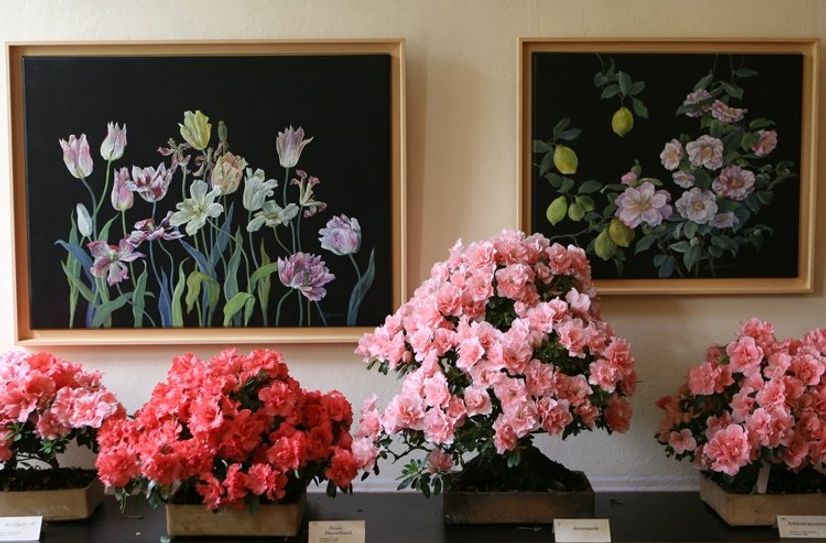 Azaleenarrangements in den Schlossräumen.