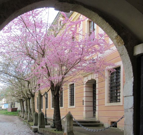 Vor dem Schloss beginnt die japanische Kirsche Fukubana zu blühen.