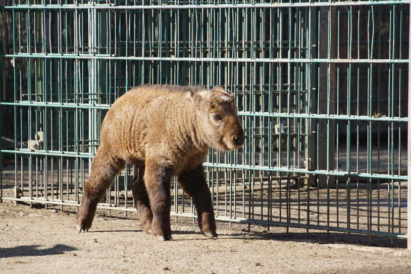 Der kleine Dagu, geboren am 18. Februar 2021.