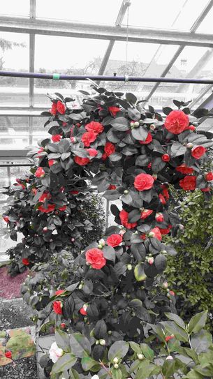 Kamelienblüten im Schaugewächshaus.