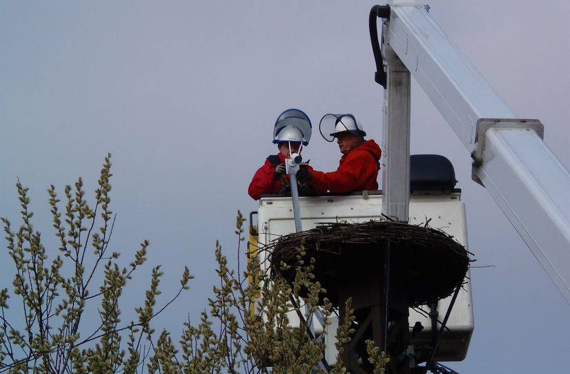 Zwei Mitarbeiter von SachsenEnergie befestigen eine Webcam am Storchenest. Wenn in den kommenden Tagen die Störche wieder dorthin zurückkehren, kann man sich das Leben im Horst über die Internetseite des Ortsvereines Grünberg anschauen.