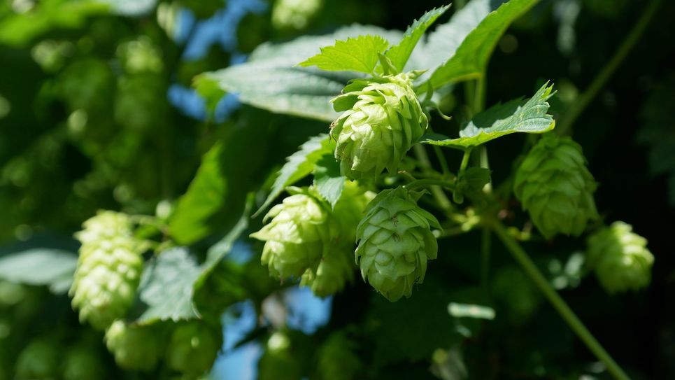 Durch Corona sank der Bierabsatz. Um keine Ressourcen zu verschwenden, entschied sich die Brauerei, Bierbrand zu produzieren. Bierbrand ist eng mit Whisky verwandt, enthält aber Hopfen. Foto: RitaE auf Pixabay