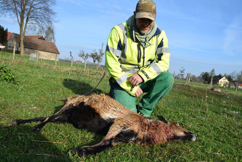 André Klare hielt eine zehnköpfige Herde Kamerunschafe, von denen sechs durch den Wolfsübergriff jetzt tot sind.