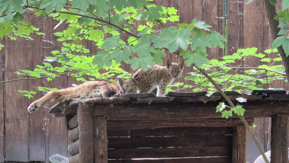 Lea und Simba sind der jüngste Luchs-Nachwuchs im Tierpark Weißwasser. Das zwei Monate alte Geschwisterpärchen erkundet bereits, für Besucher sichtbar, das Gehege.