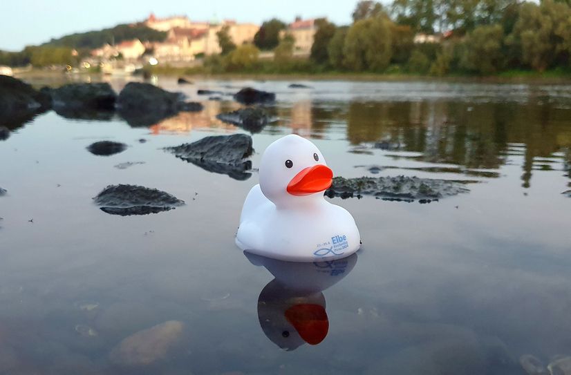 Gummi-Entchen »Elbfriede« wirbt für den Elbekirchentag in Pirna, der dieses Jahr unter dem Motto »WassERleben« steht. Foto: D. Förster