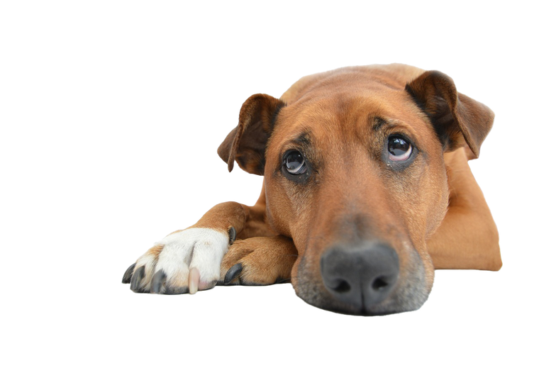 Die neue Hundehalterverordnung führt zu Änderungen für Halter.